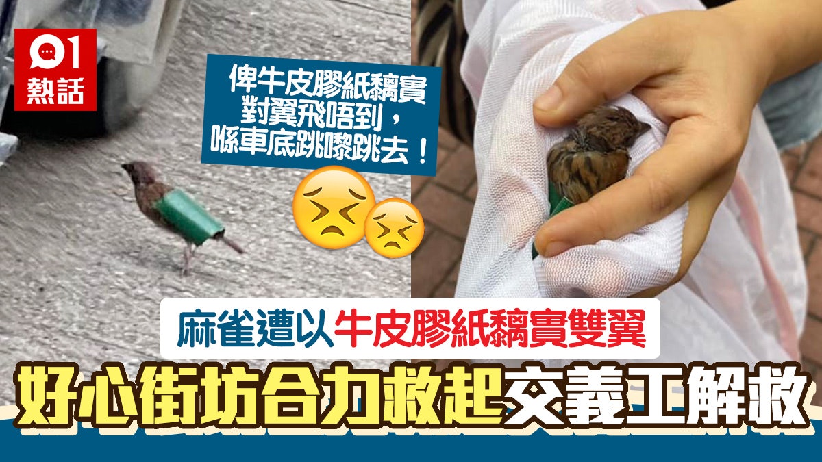 虐畜!麻雀遭以牛皮膠紙黏實雙翼 好心街坊合力救起 義工教咁做 虐畜!麻雀遭以牛皮膠紙黏實雙翼 好心街坊合力救起 義工教咁做