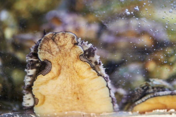 鮑魚點洗點刷先啱？（istockphoto）