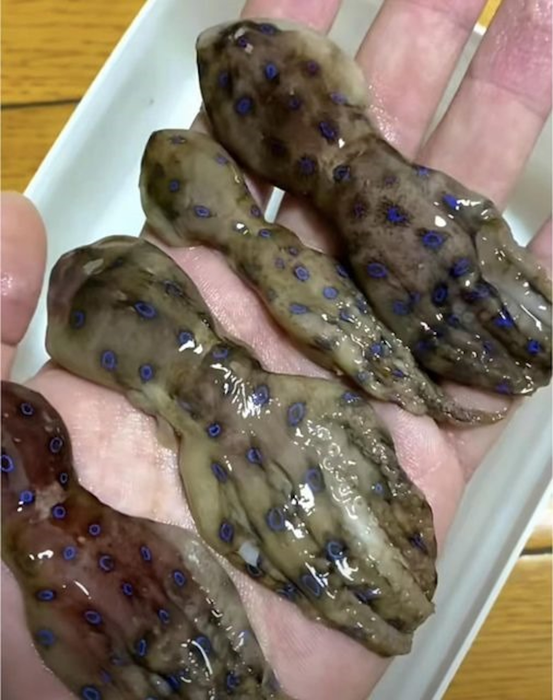網民發藍環章魚相問食唔食得(Facebook香港街市魚類海鮮研究社) 網民發藍環章魚相問食唔食得(Facebook香港街市魚類海鮮研究社)