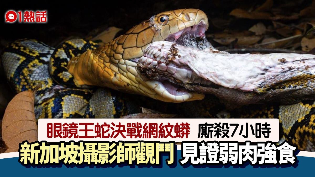 慎入!直擊眼鏡王蛇vs網紋蟒 激戰7小時 贏家一口吞掉落敗者 慎入!直擊眼鏡王蛇vs網紋蟒 激戰7小時 贏家一口吞掉落敗者