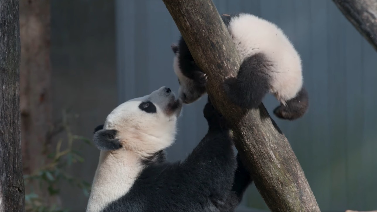 旅美大熊貓年底回國　華盛頓國家動物園舉辦多場告別派對