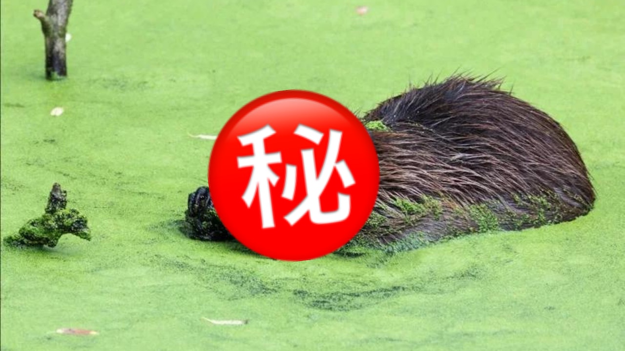 防洪全靠「牠」!英國復育絕跡400年小動物 能修築濕地抵禦洪災 防洪全靠「牠」!英國復育絕跡400年小動物 能修築濕地抵禦洪災