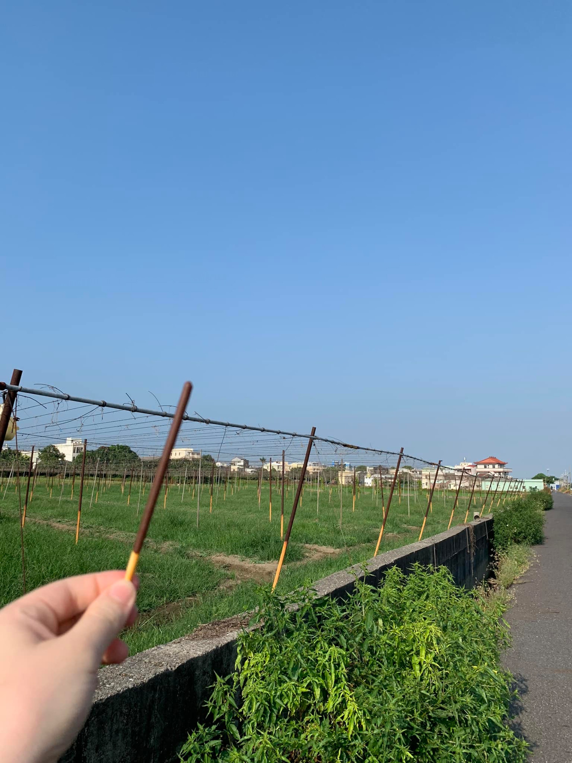 一名網友分享近日路過一處農田,意外發現田中棒子形似知名零食Pocky,忍不住拍下對比照。(Facebook@路上觀察學院) 一名網友分享近日路過一處農田,意外發現田中棒子形似知名零食Pocky,忍不住拍下對比照。(Facebook@路上觀察學院)