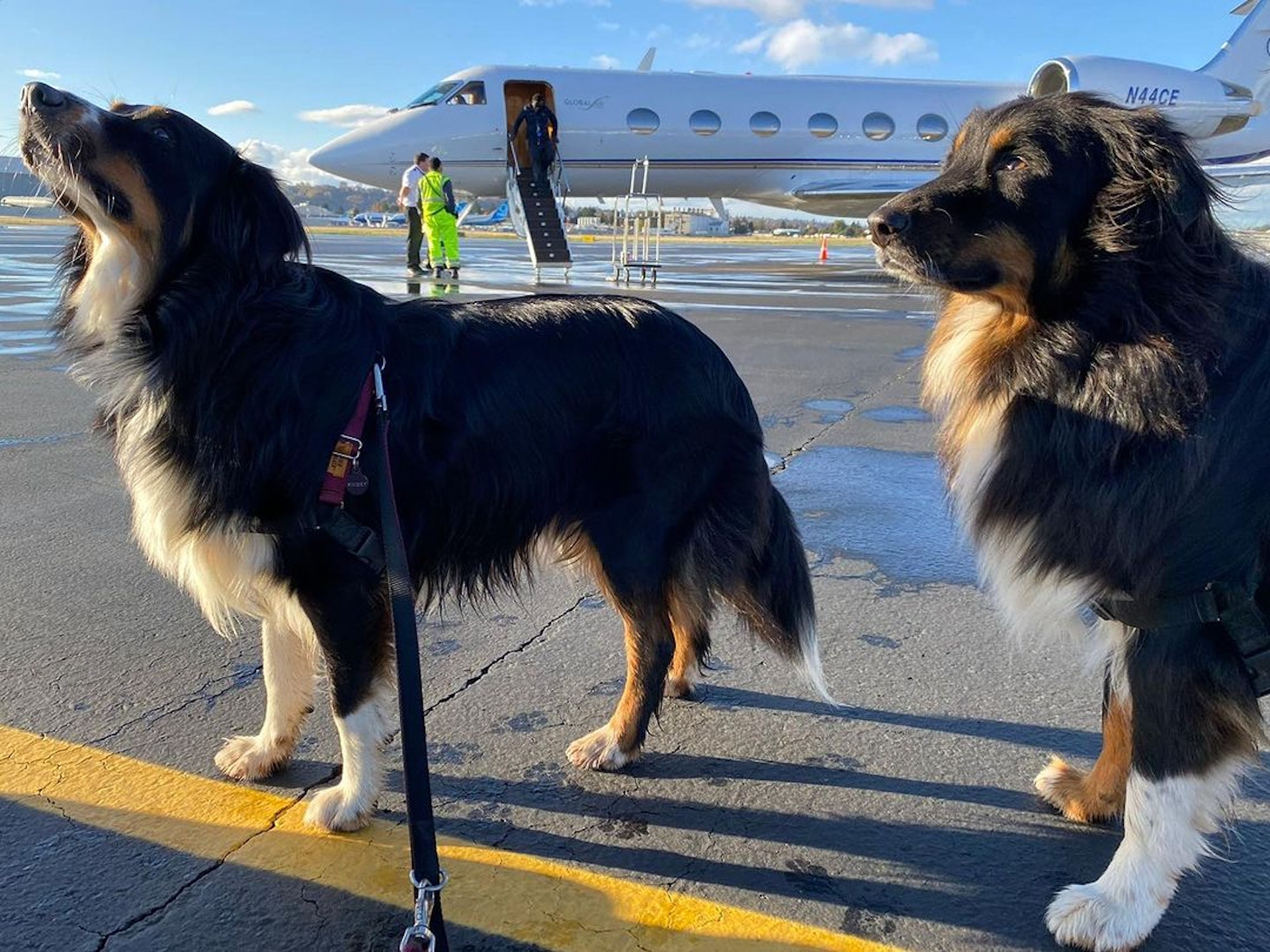 K9 Jets開通了為狗狗提供座位的新航線。(IG@k9jets_) K9 Jets開通了為狗狗提供座位的新航線。(IG@k9jets_)