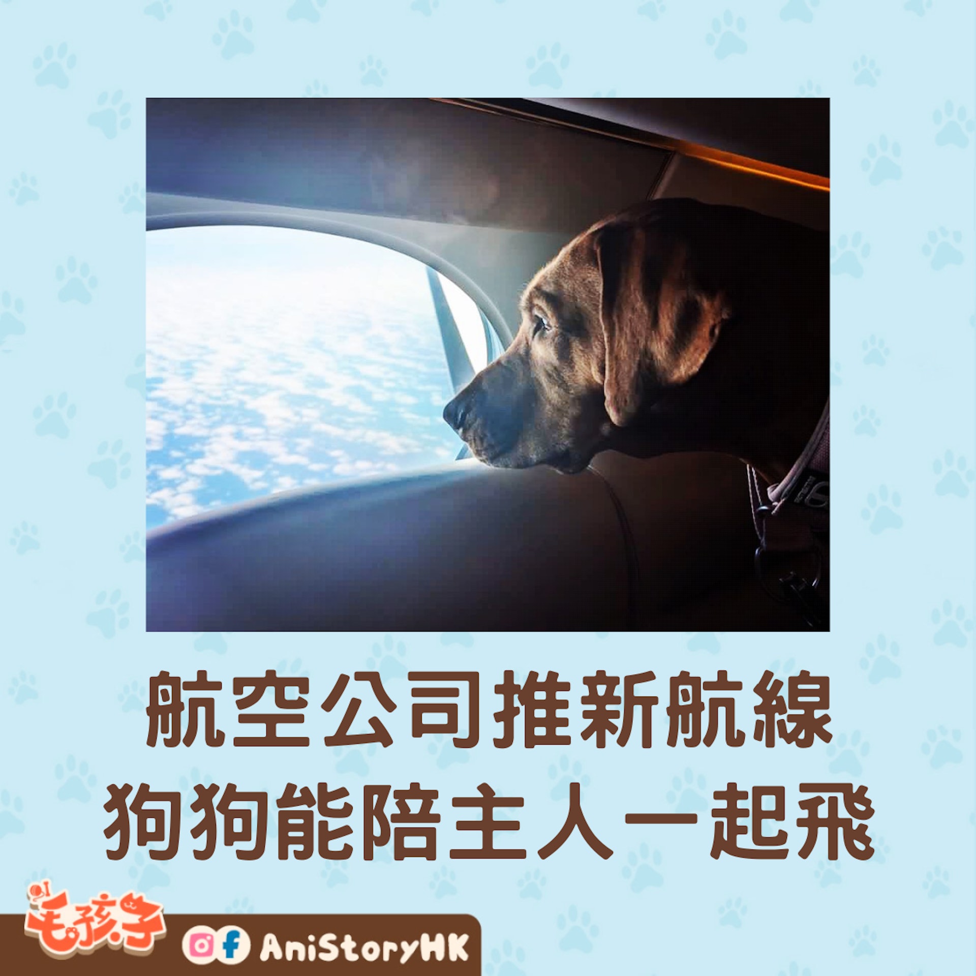 K9 Jets開通了為狗狗提供座位的新航線。（IG@k9jets_）