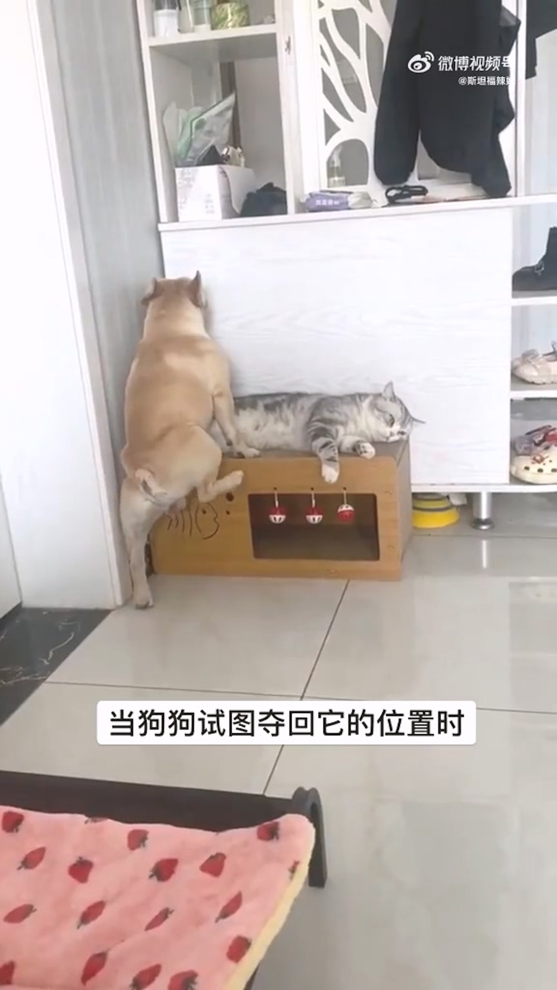 一名飼主分享,家裡的法國鬥牛犬盯上美國短毛貓的貓抓板紙箱,硬是想要爬上去跟牠擠。(微博@斯坦福辣妹) 一名飼主分享,家裡的法國鬥牛犬盯上美國短毛貓的貓抓板紙箱,硬是想要爬上去跟牠擠。(微博@斯坦福辣妹)