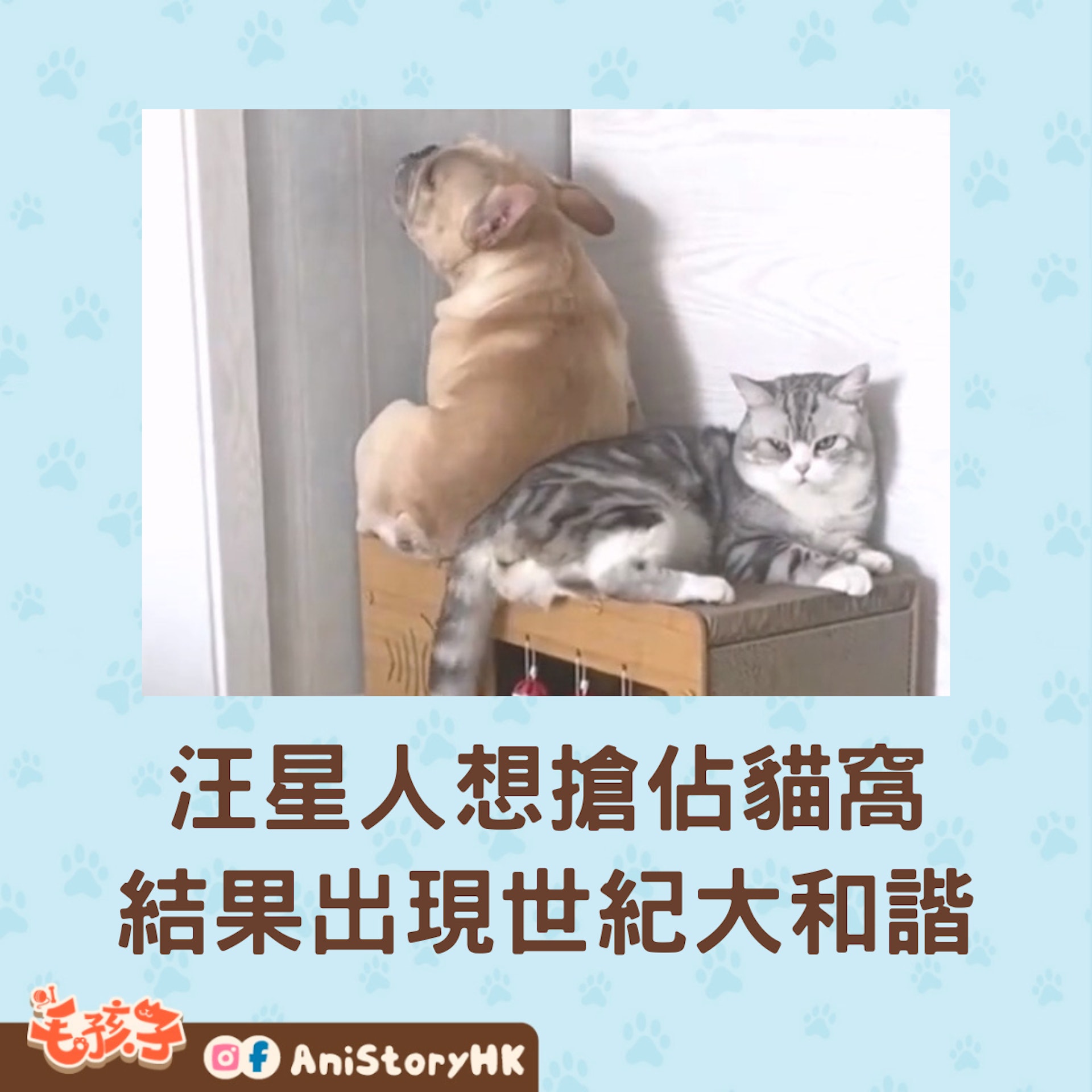 貓狗能這麼和諧,主人應該很高興。(微博@斯坦福辣妹) 貓狗能這麼和諧,主人應該很高興。(微博@斯坦福辣妹)