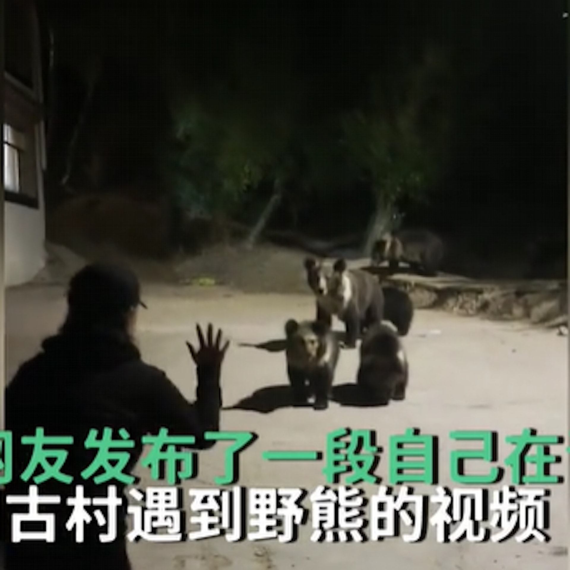 遊客青海遇野熊母子一家投食,熊媽媽模仿人類站姿更揮手互動。(影片截圖) 遊客青海遇野熊母子一家投食,熊媽媽模仿人類站姿更揮手互動。(影片截圖)