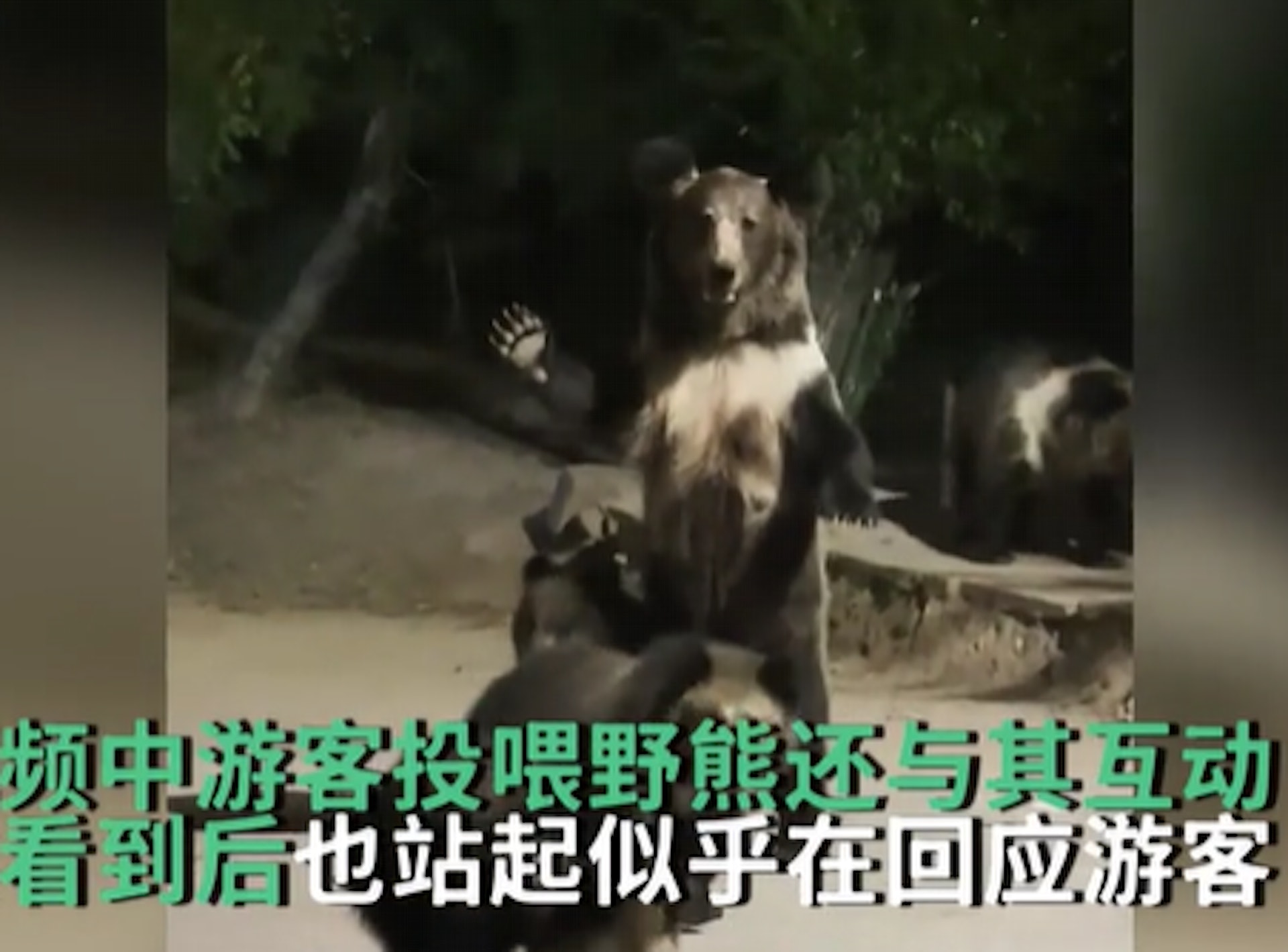 遊客青海遇野熊母子一家投食,熊媽媽模仿人類站姿更揮手互動。(影片截圖) 遊客青海遇野熊母子一家投食,熊媽媽模仿人類站姿更揮手互動。(影片截圖)
