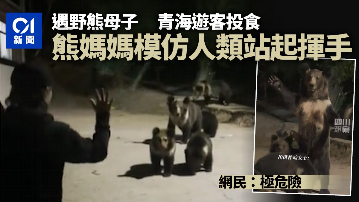 溫馨互動?遊客遇野熊一家投食 熊媽媽模仿人類揮手 網:極危險 溫馨互動?遊客遇野熊一家投食 熊媽媽模仿人類揮手 網:極危險