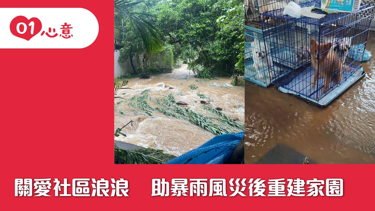 01心意｜暴雨風災重來，流浪動物該何去何從？救急籌款刻不容緩！