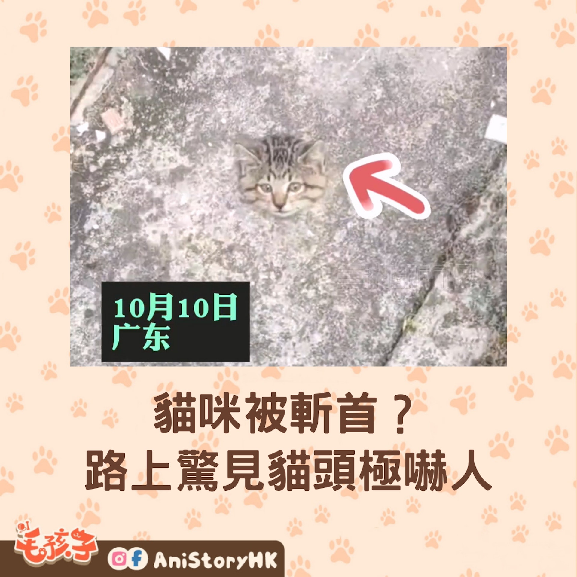 一名路人在路上走一走發現柏油路「長出一顆貓頭」,那顆貓頭還一動也不動,場面非常駭人,看起來就像是貓咪被斬首丟在路邊,路人過去想要救貓咪,這才發現原來貓咪是因為太胖卡在下水道口出不來,立刻協助牠脫困並當場收編。 (tiktok@candy姐) 一名路人在路上走一走發現柏油路「長出一顆貓頭」,那顆貓頭還一動也不動,場面非常駭人,看起來就像是貓咪被斬首丟在路邊,路人過去想要救貓咪,這才發現原來貓咪是因為太胖卡在下水道口出不來,立刻協助牠脫困並當場收編。 (tiktok@candy姐)