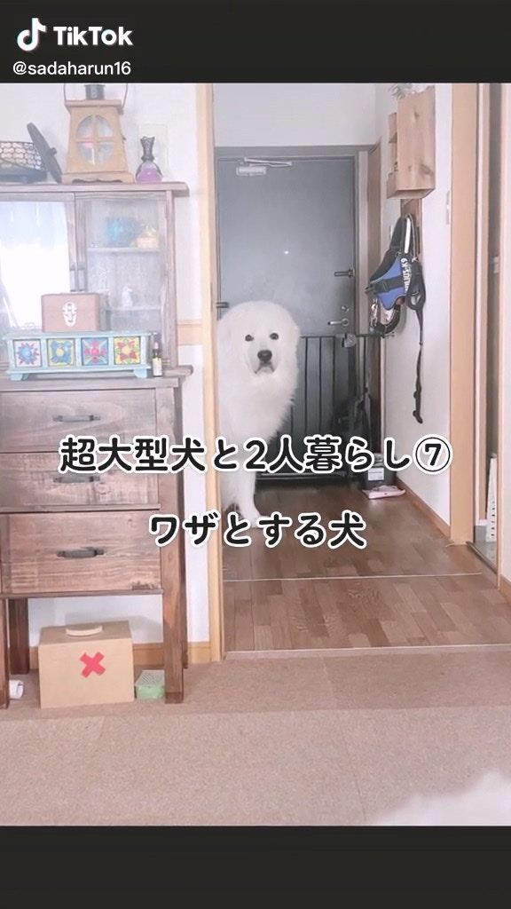家裏養了大白熊犬會是怎樣的體驗？（tiktok@sadaharun16）