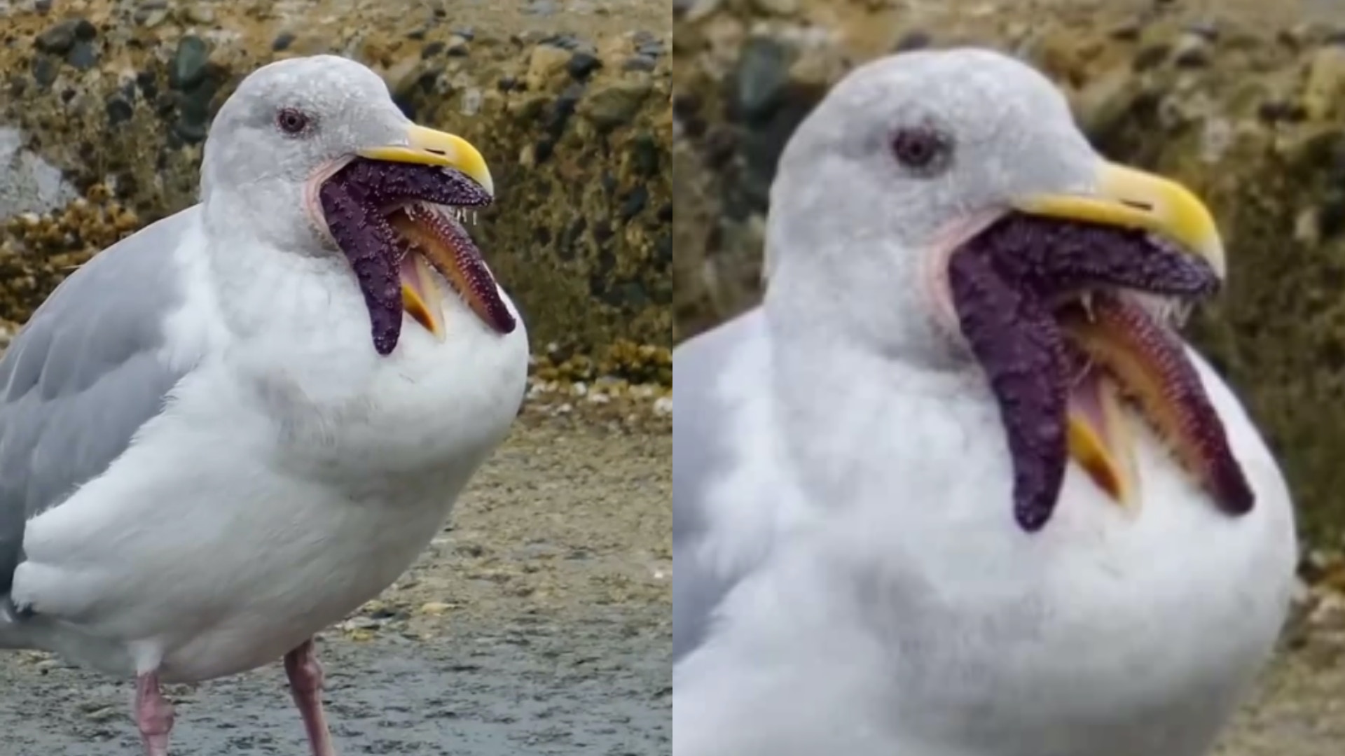 不是改圖！海鷗從嘴巴伸出觸手似足異形專家揭真相：牠在吃美食