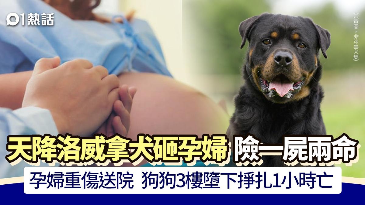驚心!天降洛威拿犬砸中孕婦 險一屍兩命 狗狗痛苦掙扎1小時亡 驚心!天降洛威拿犬砸中孕婦 險一屍兩命 狗狗痛苦掙扎1小時亡