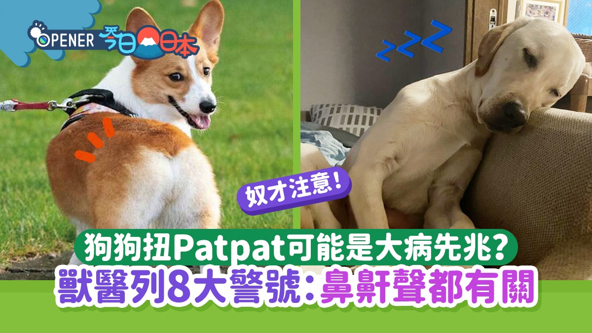 狗狗扭Patpat可能是大病先兆?獸醫列8大健康警號:打噴嚏都有關! 狗狗扭Patpat可能是大病先兆?獸醫列8大健康警號:打噴嚏都有關!