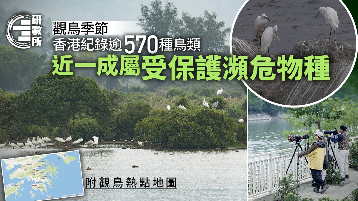 香港紀錄逾570種鳥類 近一成屬瀕危物種 附觀鳥熱點地圖 香港紀錄逾570種鳥類 近一成屬瀕危物種 附觀鳥熱點地圖