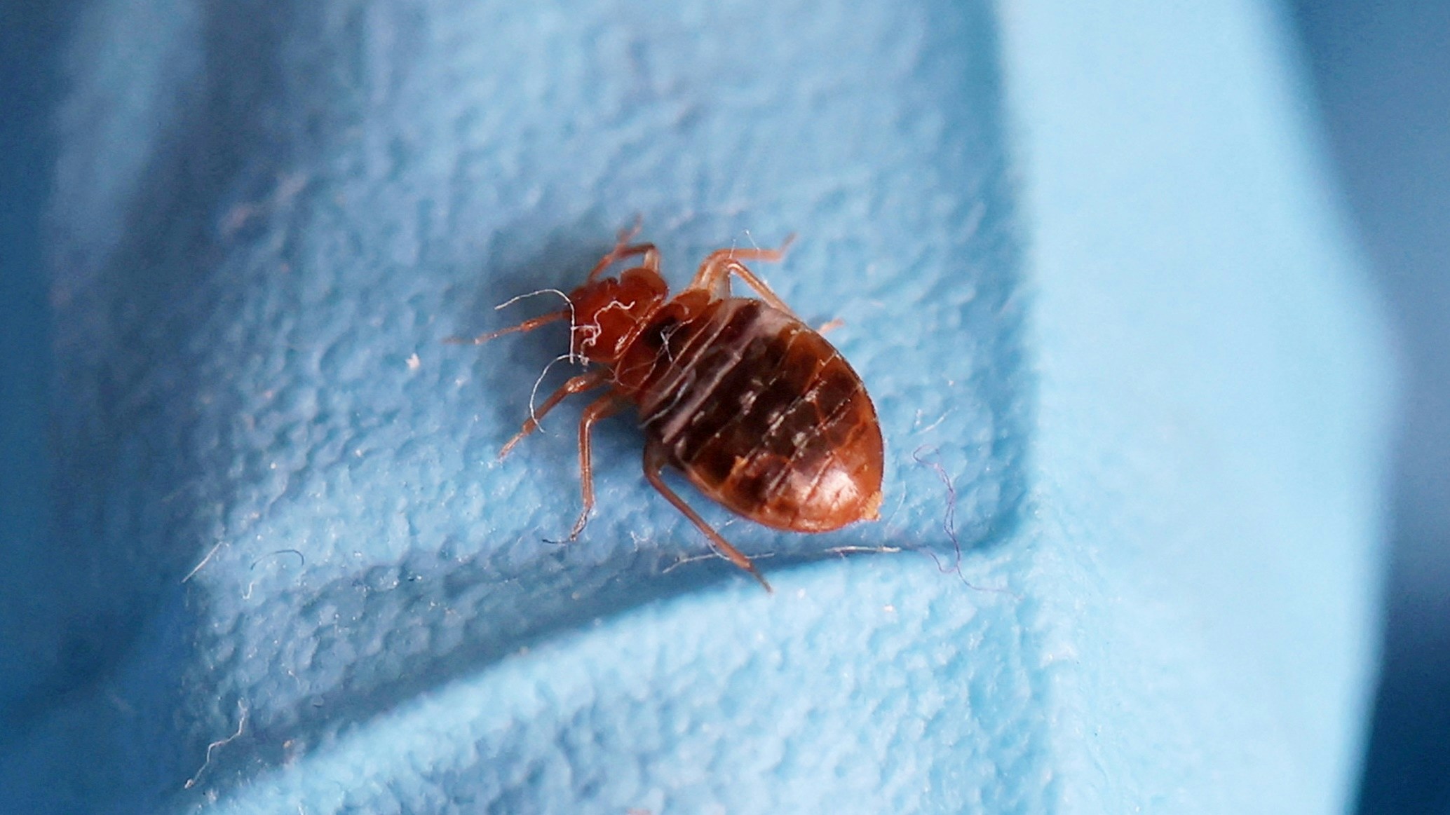 床蝨：A bed bug is seen on a glove of a biocide technician from the company Hygiene Premium who treats an apartment against bedbugs in L'Hay-les-Roses, near Paris, France, September 29, 2023.　（Reuters）