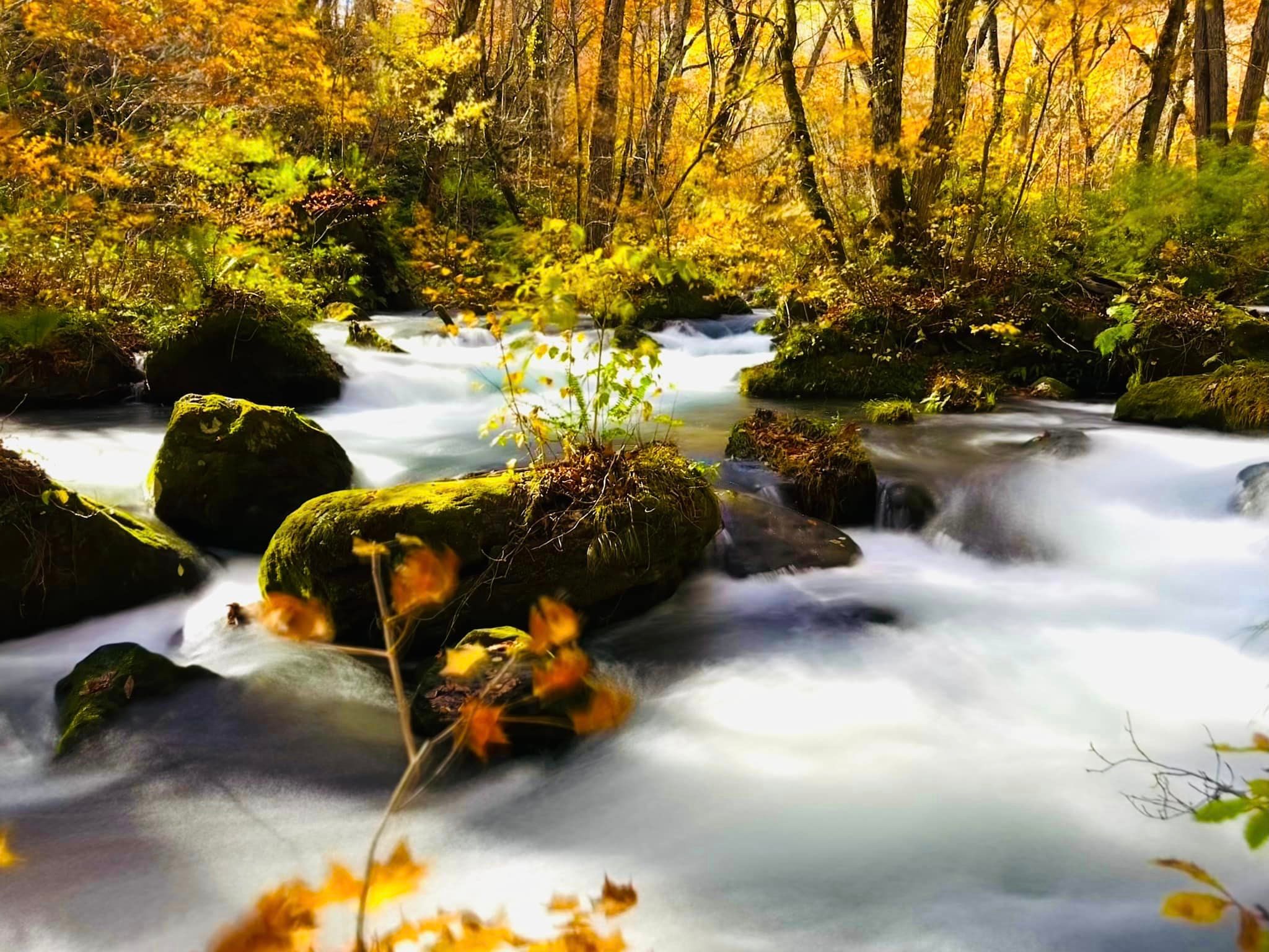 奧入瀨溪流(圖片授權:FB@Tai Wei Chang) 奧入瀨溪流(圖片授權:FB@Tai Wei Chang)