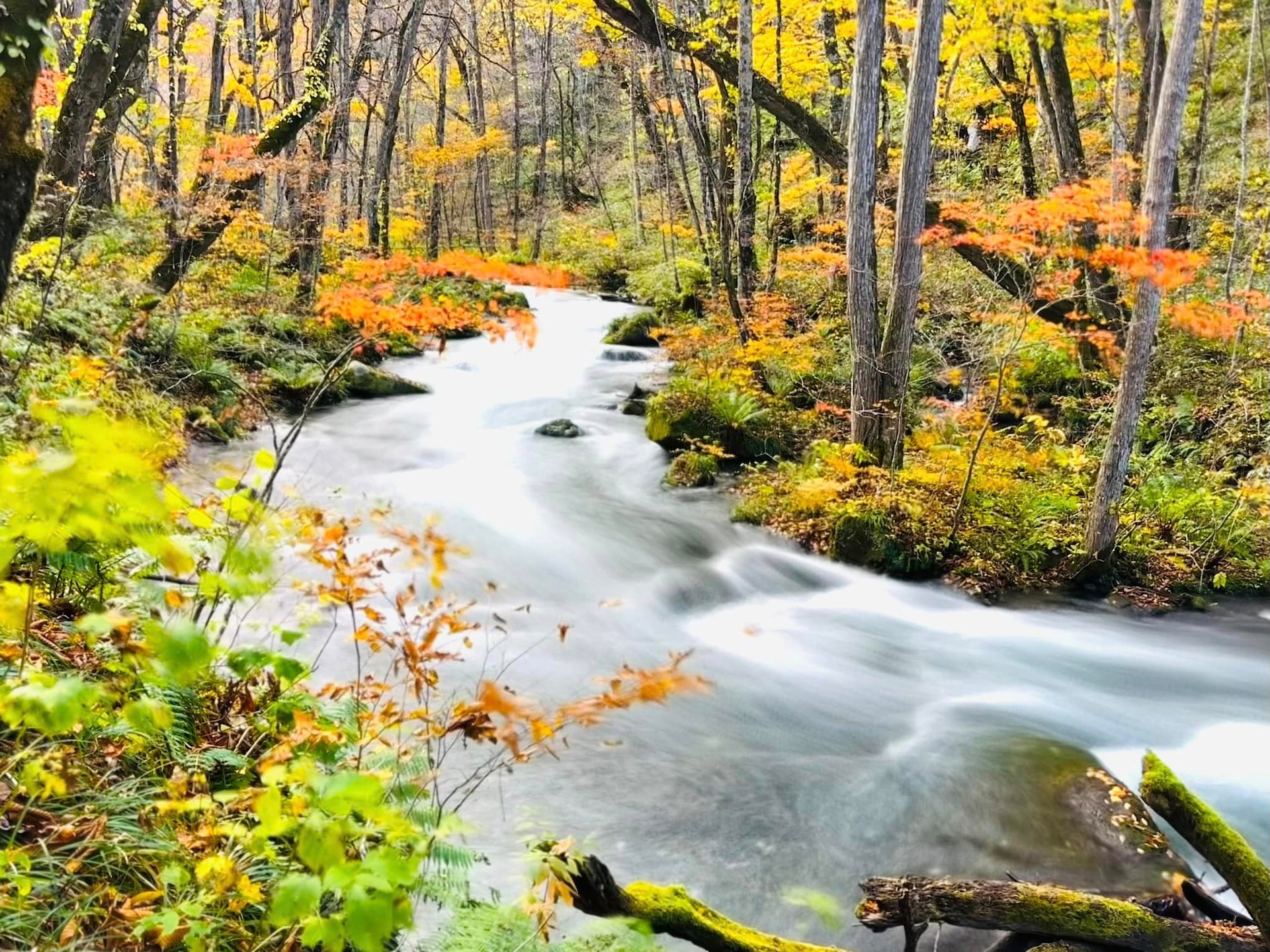 奧入瀨溪流(圖片授權:FB@Tai Wei Chang) 奧入瀨溪流(圖片授權:FB@Tai Wei Chang)