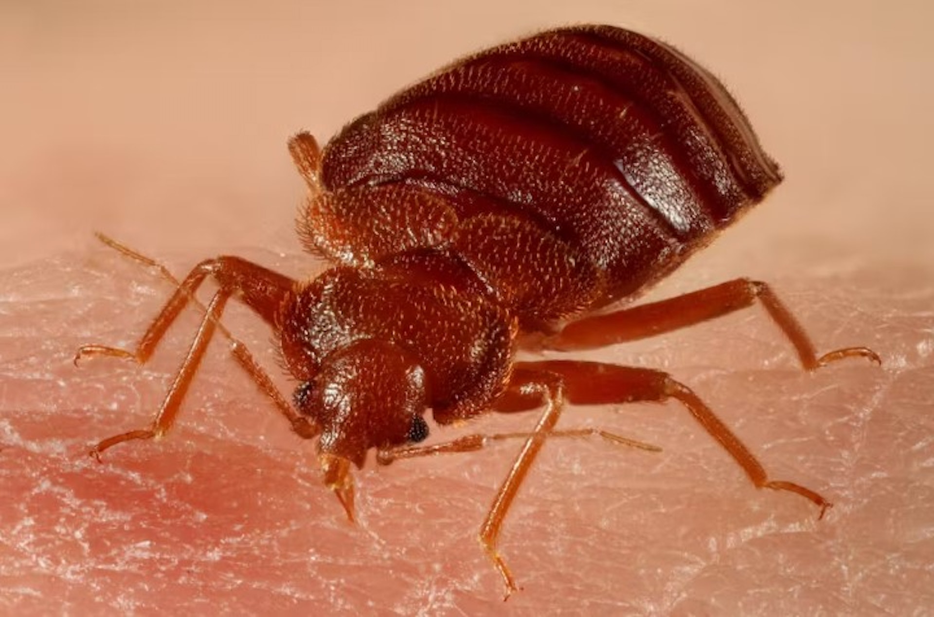 床蝨(圖片來源:Dr Richard Naylor, CC BY-SA) 床蝨(圖片來源:Dr Richard Naylor, CC BY-SA)