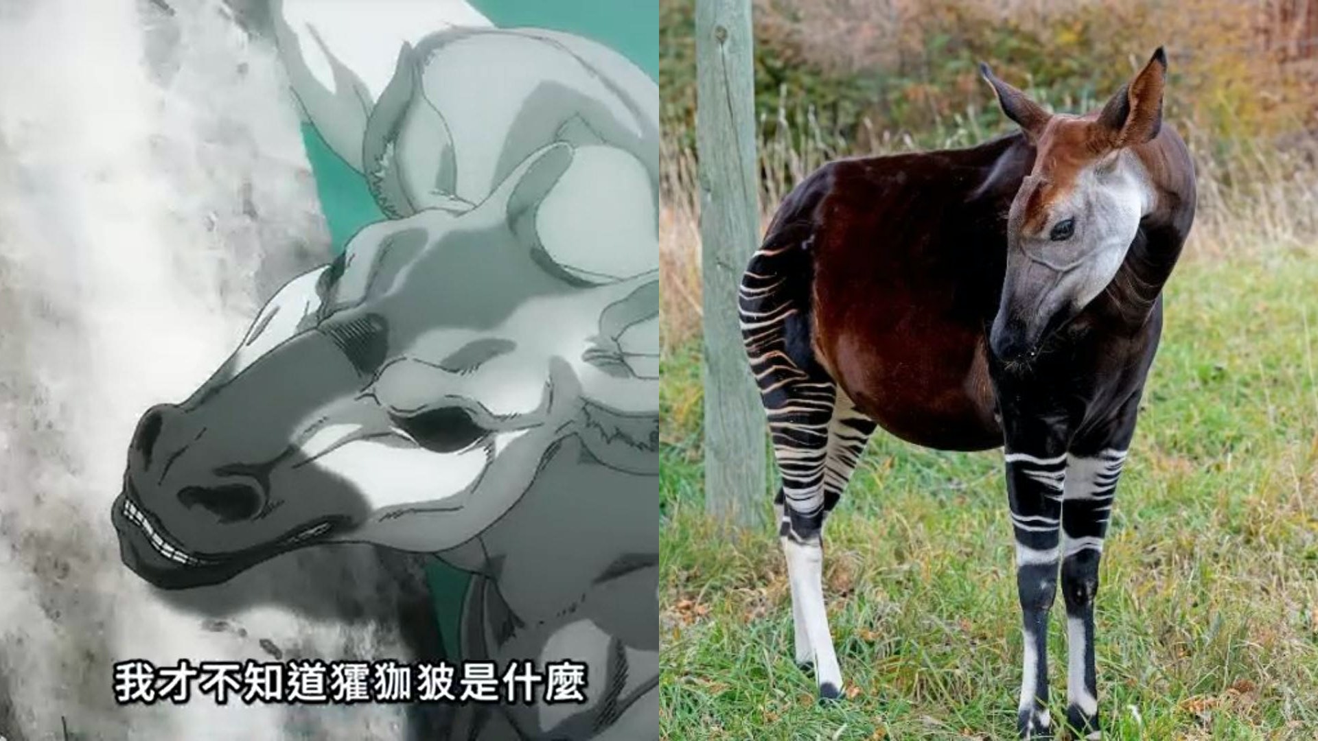 進擊的巨人完結篇|㺢㹢狓是什麼動物?原來同長頸鹿有密切關係 進擊的巨人完結篇|㺢㹢狓是什麼動物?原來同長頸鹿有密切關係