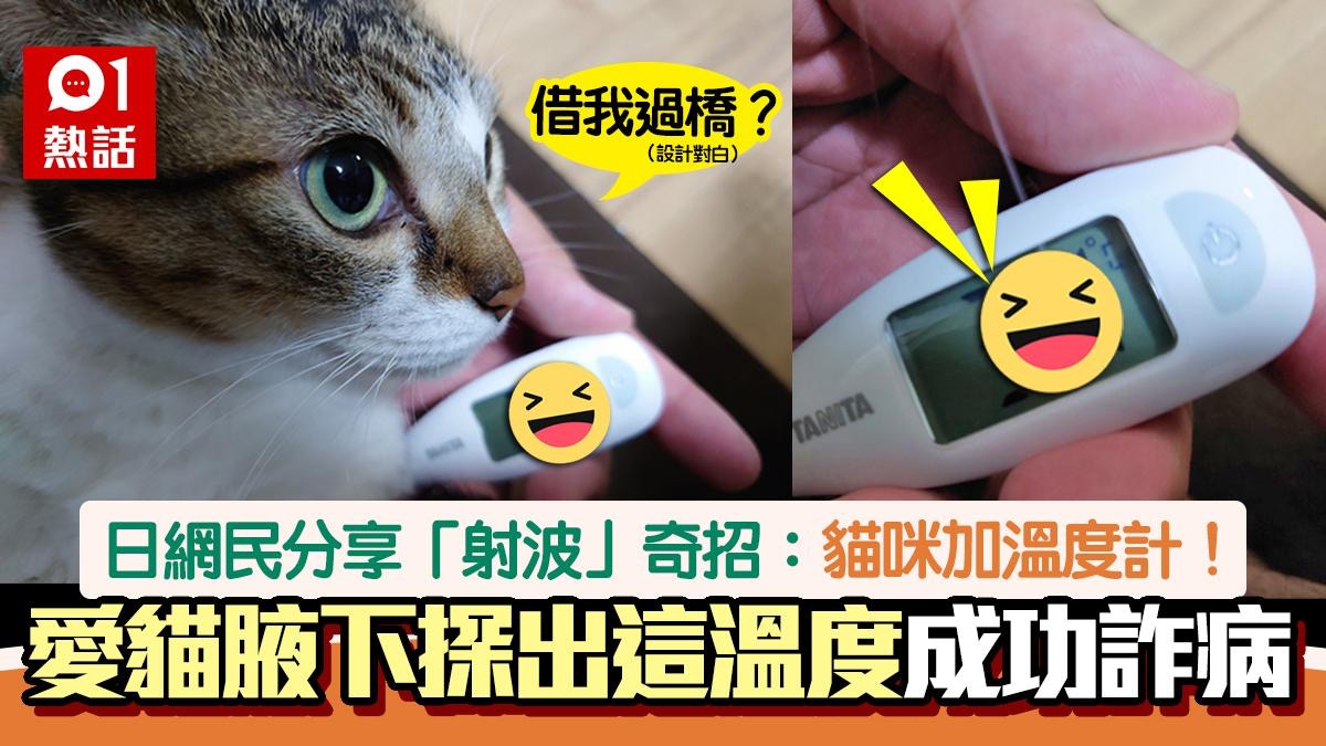 射波神器！「無痛發燒」詐病請假？ 貓咪腋下測出這溫度震驚全網