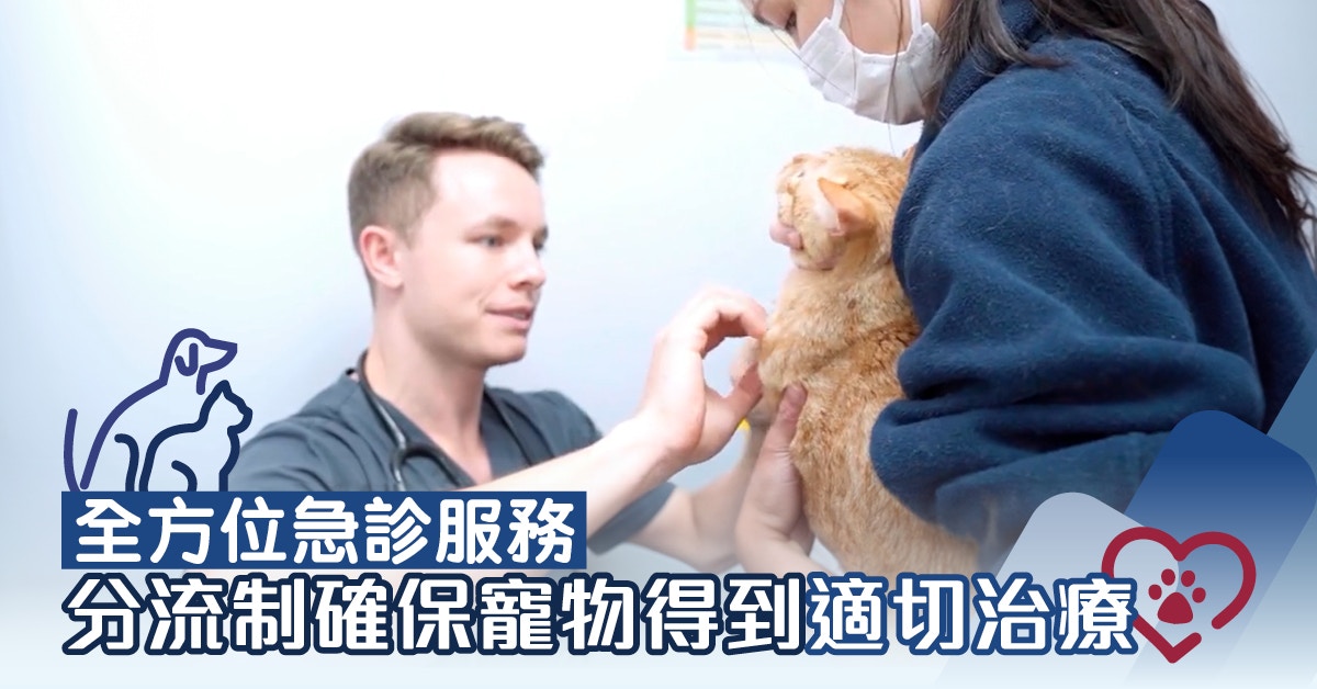 24小時動物急診｜Creature Comforts個人化治療 用心守護毛孩健康