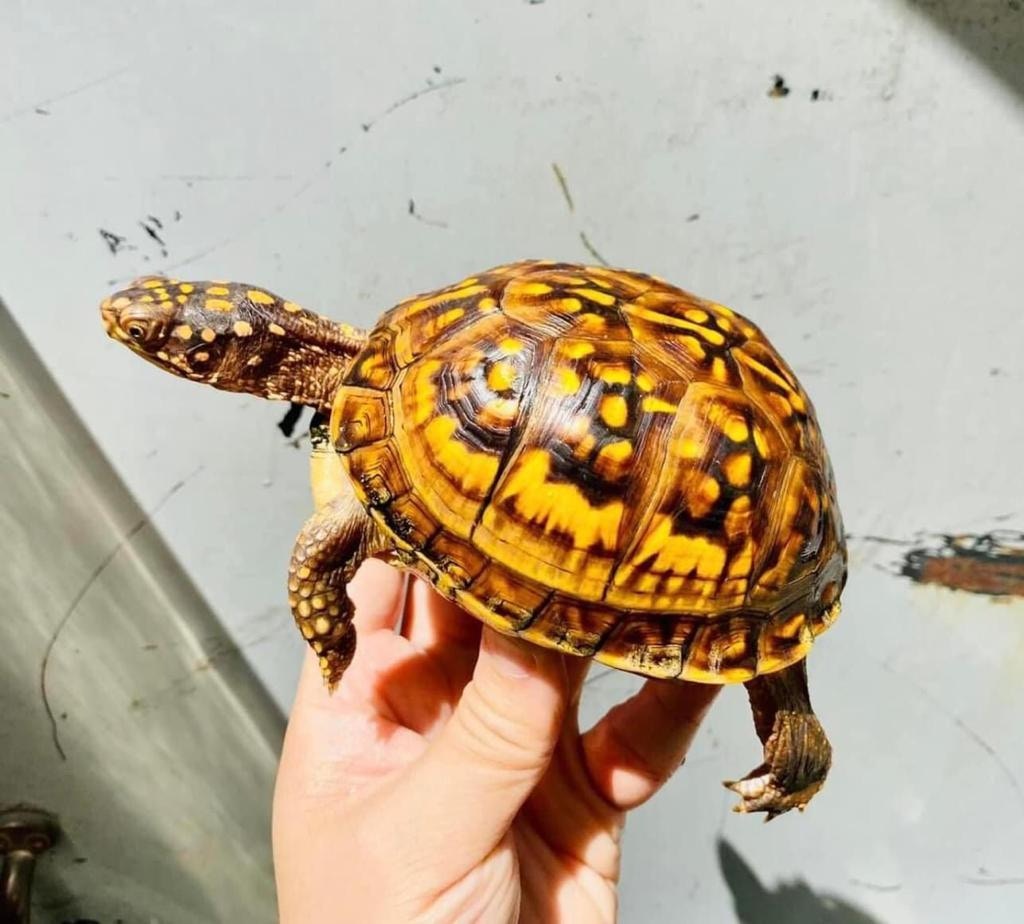 深水埗偷龜｜東箱龜有價有市　花紋獨一無二　受驚時龜甲變盒藏身
