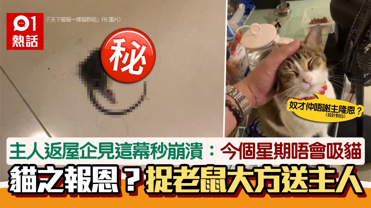 貓之報恩？貓貓捉老鼠送主人　主人返屋企見這幕秒崩潰：唔會吸貓