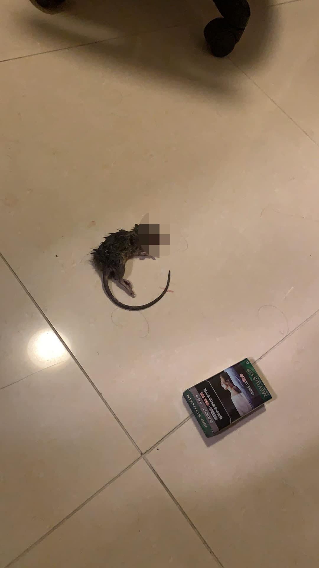 有住在村屋的飼主發帖表示家中貓咪送上「禮物」，而所謂「禮物」其實是一隻死老鼠。（「天下貓貓一樣貓群組」FB影片截圖）