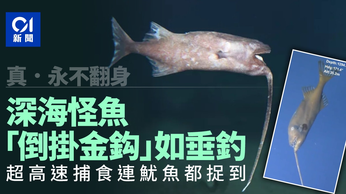 怪魚 超高速怪魚終生「倒掛金鈎」 深海獨特「垂釣」搵食
