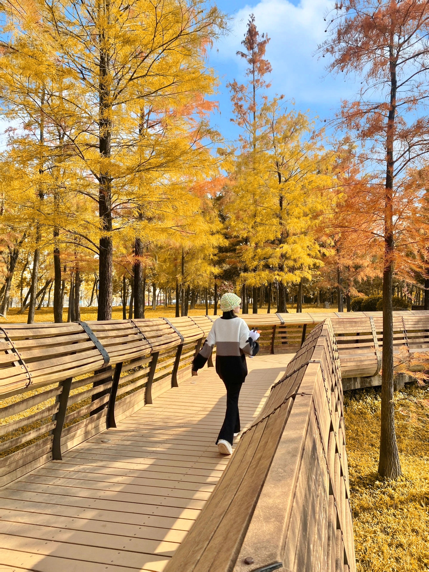 蓮花山公園——落羽松金黃林間小道（小紅書＠毛绒熊爪爪）