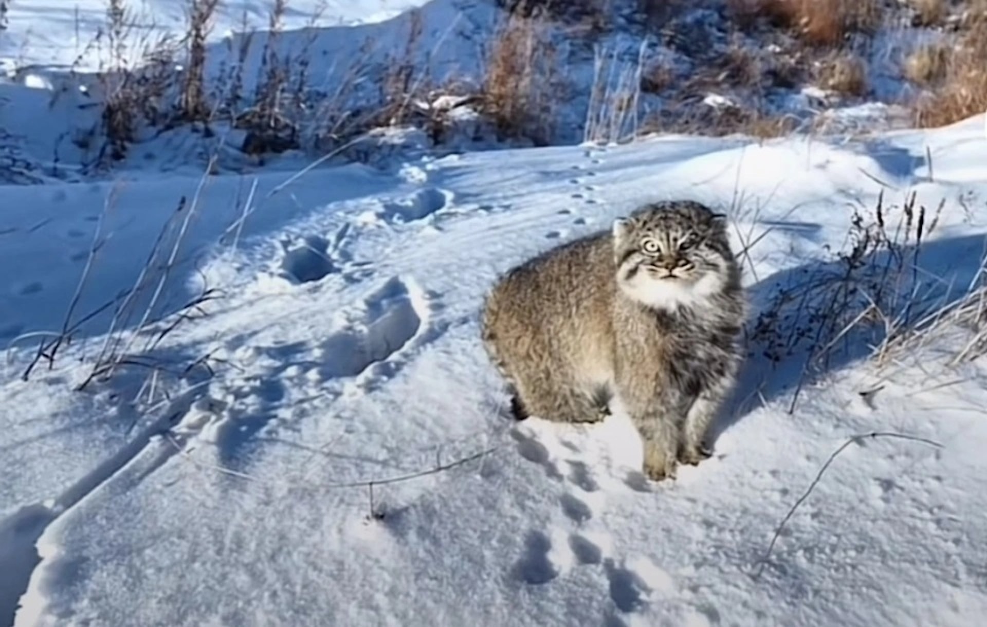 內蒙古錫林郭勒出現野生兔猻在雪原捕獵覓食。(影片截圖) 內蒙古錫林郭勒出現野生兔猻在雪原捕獵覓食。(影片截圖)