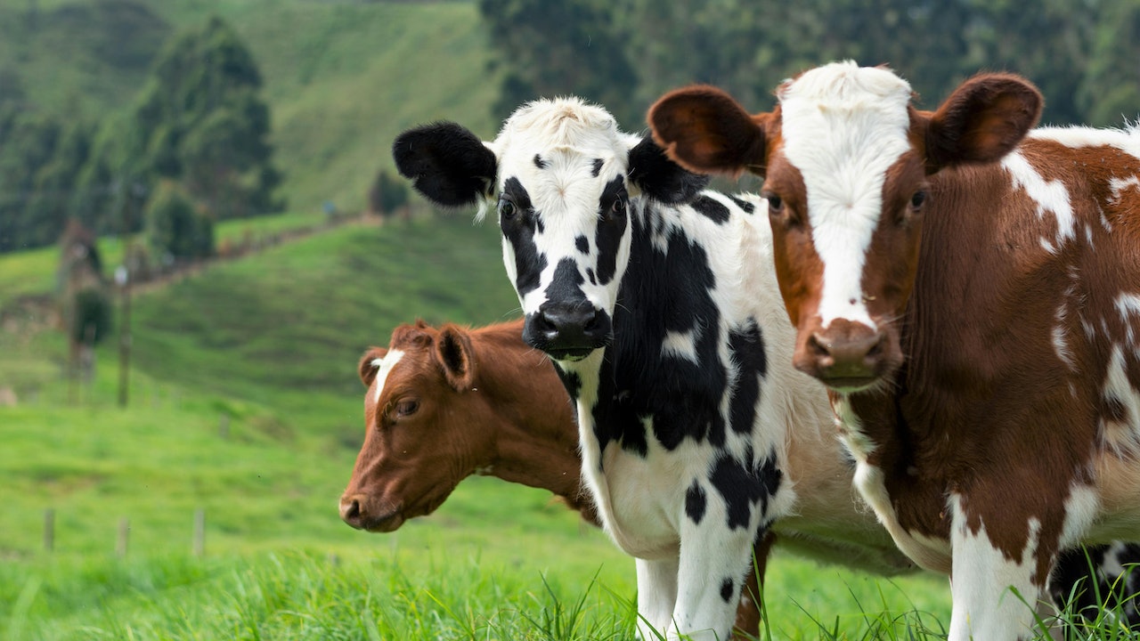 美國研究：牛羊等反芻動物肉奶含「某物質」 或有助抗癌 - 香港01