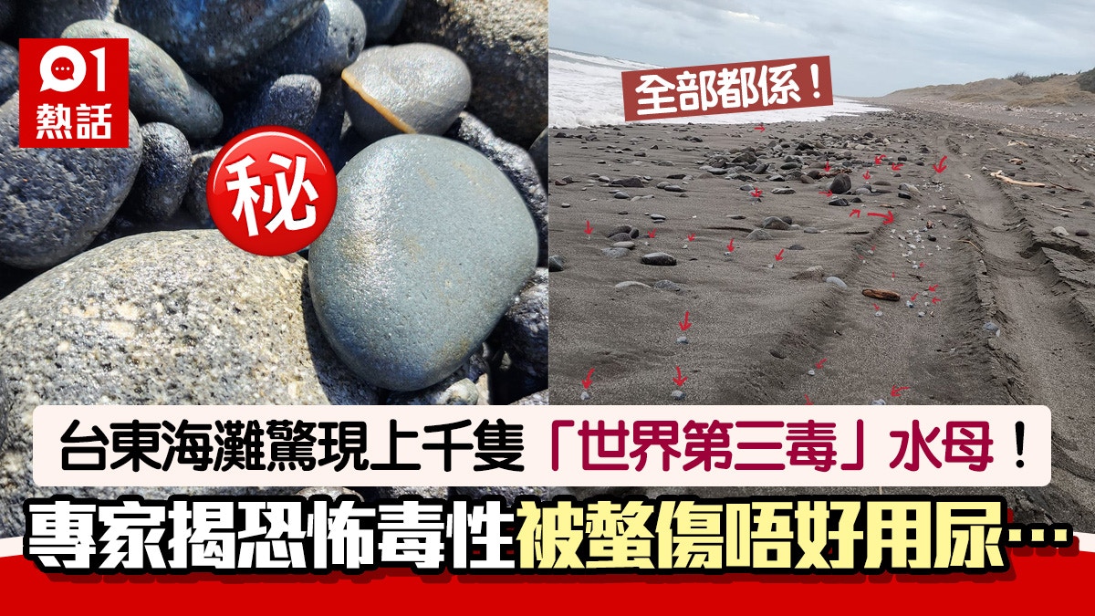 台驚現世界第三毒水母！女生：整片海灘上千隻！　專家爆恐怖毒性
