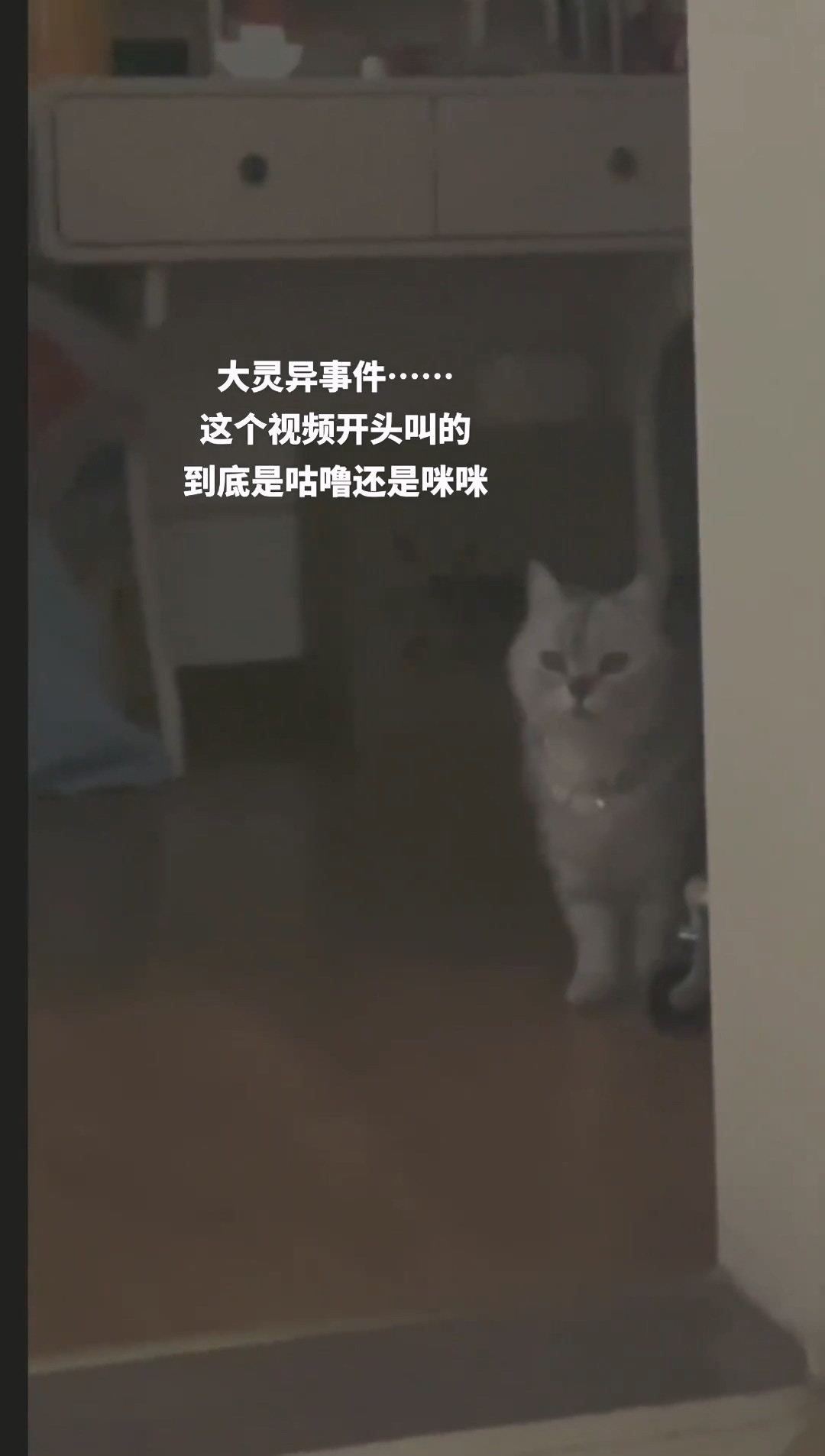 貓咪叫咪咪還是咕嚕，你聽到的是什麼？（抖音@首席烤魚官（我家小貓叫咕嚕））