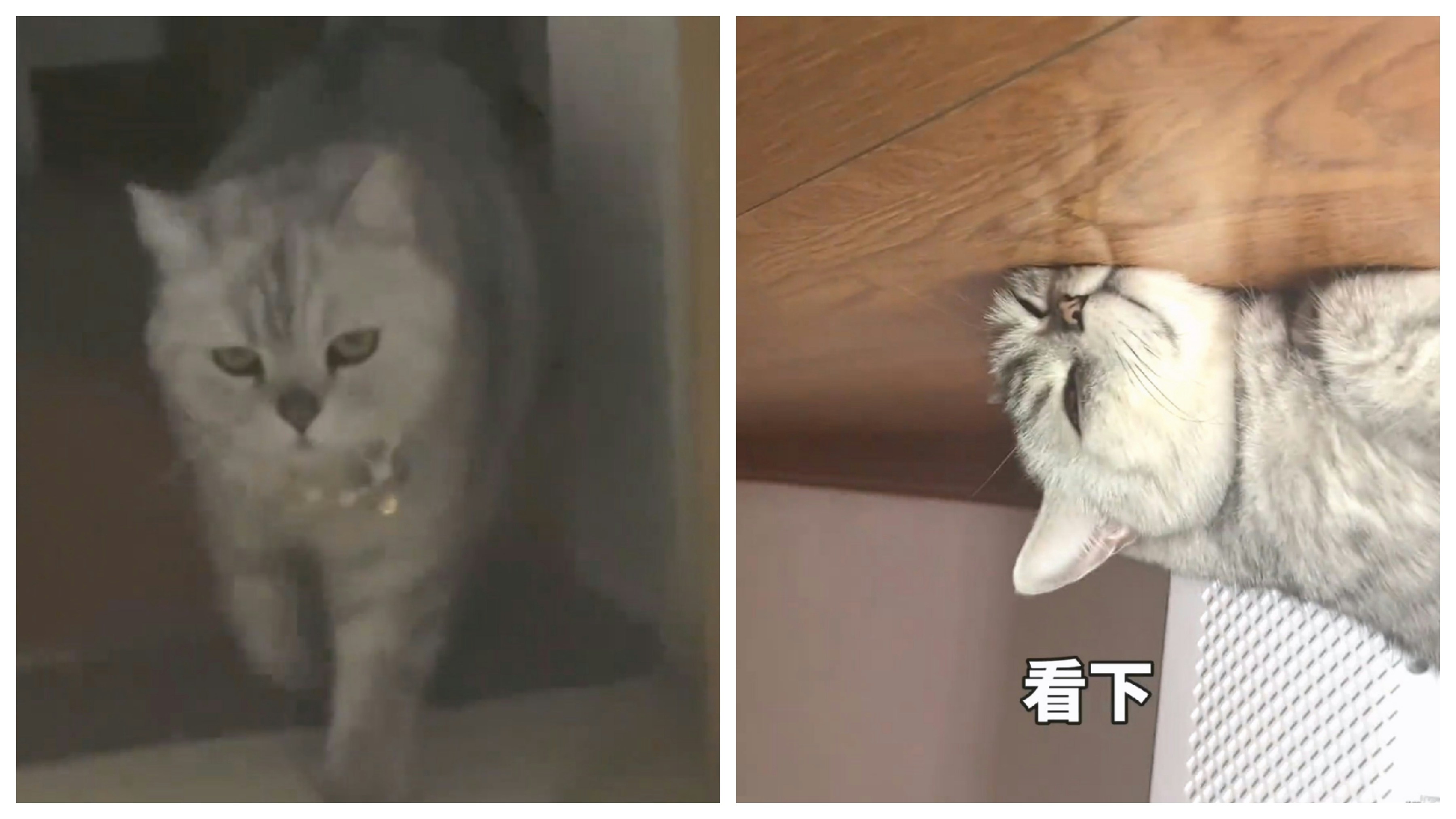 貓咪名字竟成聽力大考驗確　你聽到的是咪咪還是咕嚕？主人揭答案