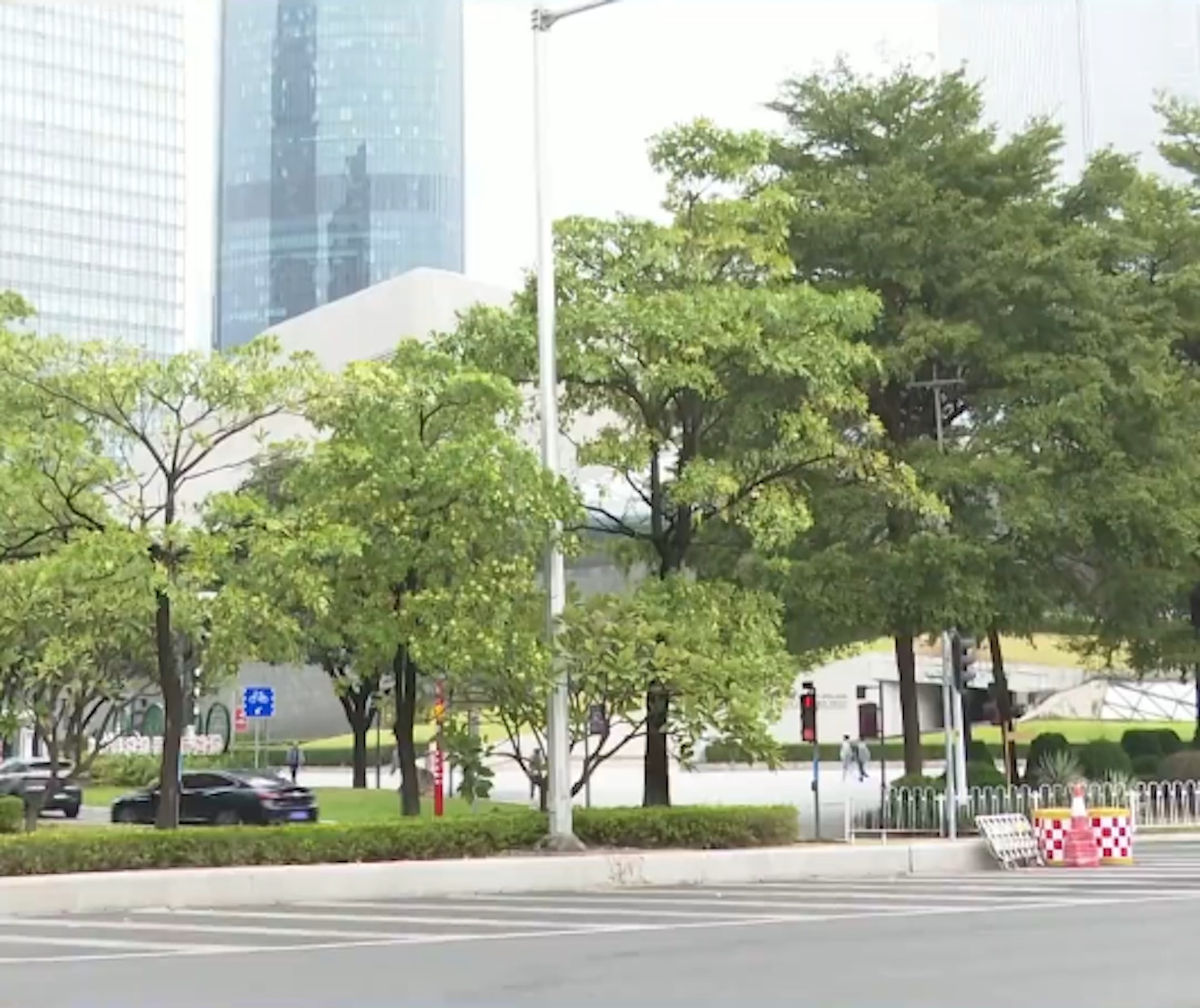 廣州大量「臭樹」開花,居民稱氣味難忍。(廣東電視台) 廣州大量「臭樹」開花,居民稱氣味難忍。(廣東電視台)