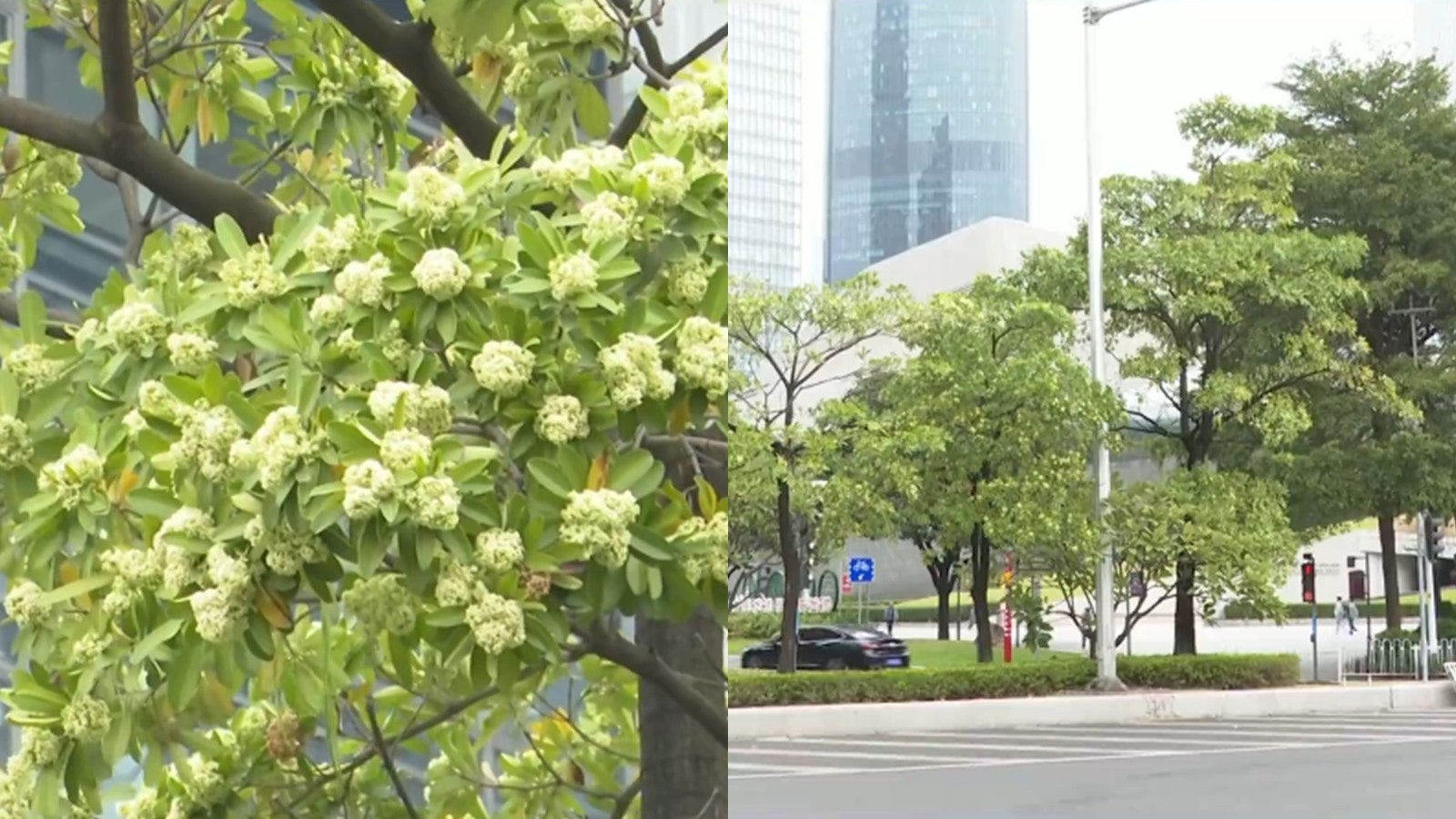 廣州大量「臭樹」開花!居民直言:熏到去世 專家稱有驅蚊作用 廣州大量「臭樹」開花!居民直言:熏到去世 專家稱有驅蚊作用