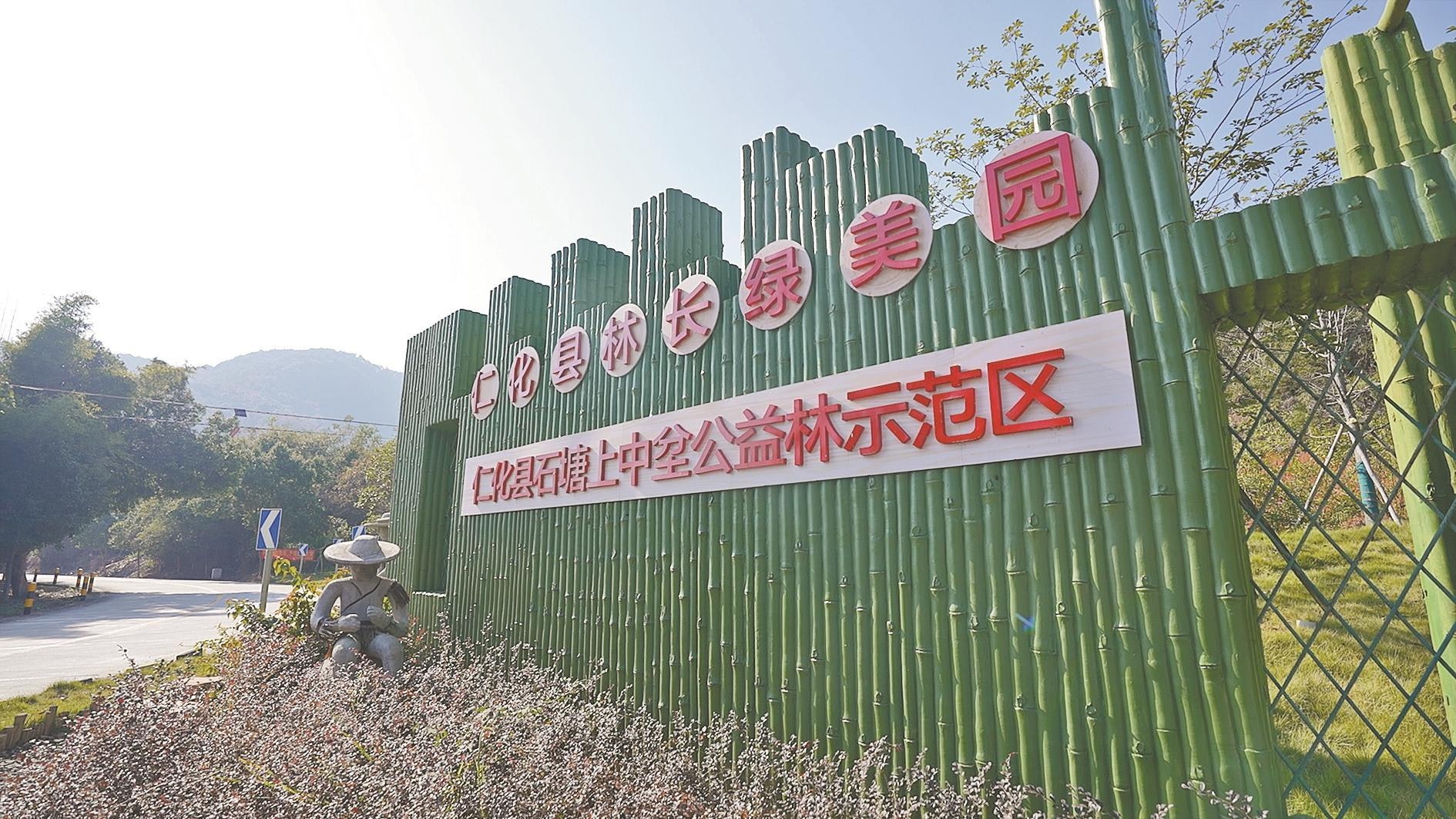 雲上嶺南|守護植物界「活化石」 珍稀野生桫欏群在廣東安家繁衍 雲上嶺南|守護植物界「活化石」 珍稀野生桫欏群在廣東安家繁衍