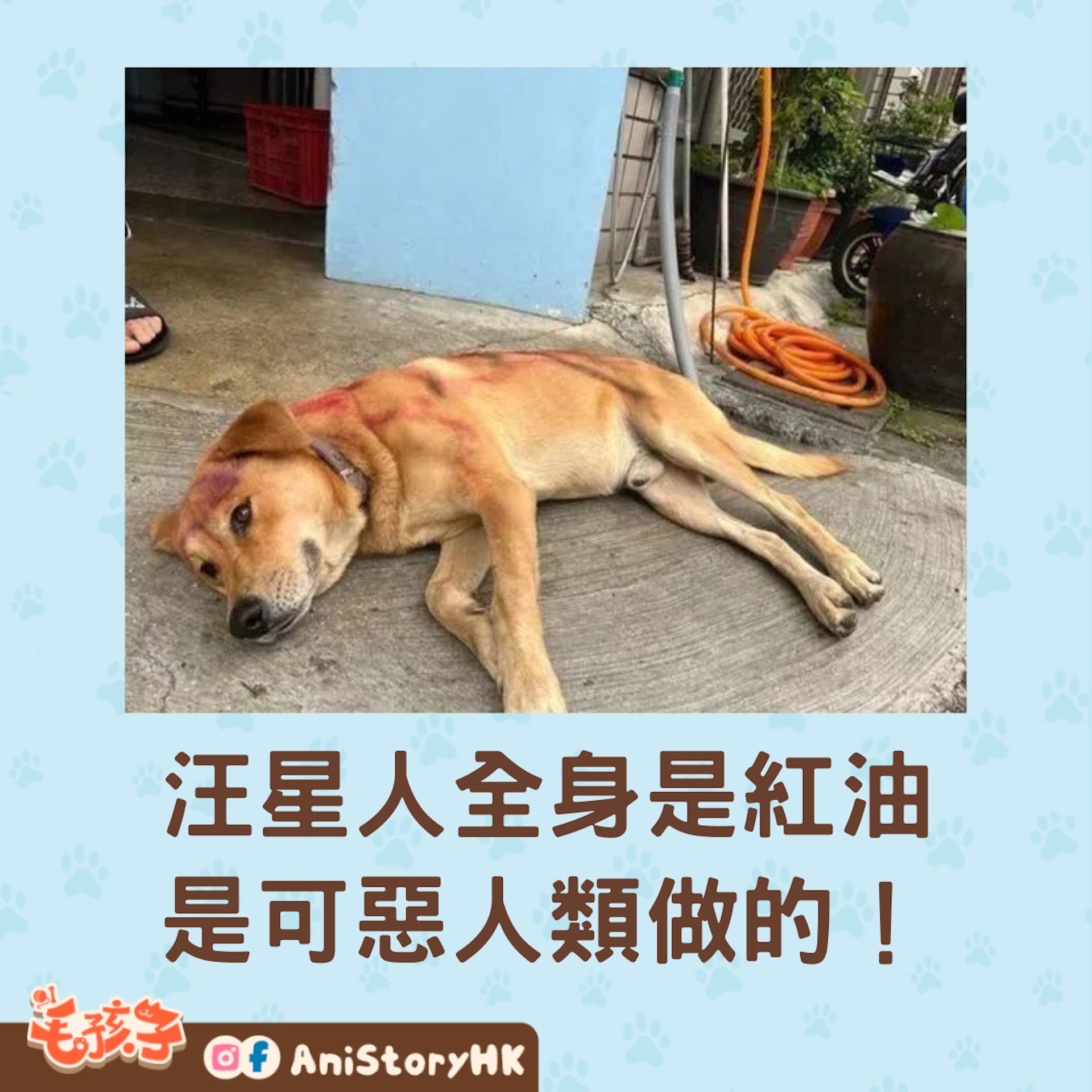 汪星人雖然被人類欺負,但牠仍是相信這世上有愛。(狗與愛的世界提供) 汪星人雖然被人類欺負,但牠仍是相信這世上有愛。(狗與愛的世界提供)
