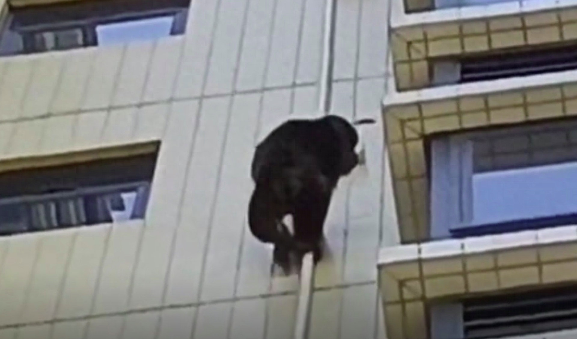 廣東韶關一隻健碩的黑猩猩,攀爬上住宅大廈。(瀟湘晨報) 廣東韶關一隻健碩的黑猩猩,攀爬上住宅大廈。(瀟湘晨報)