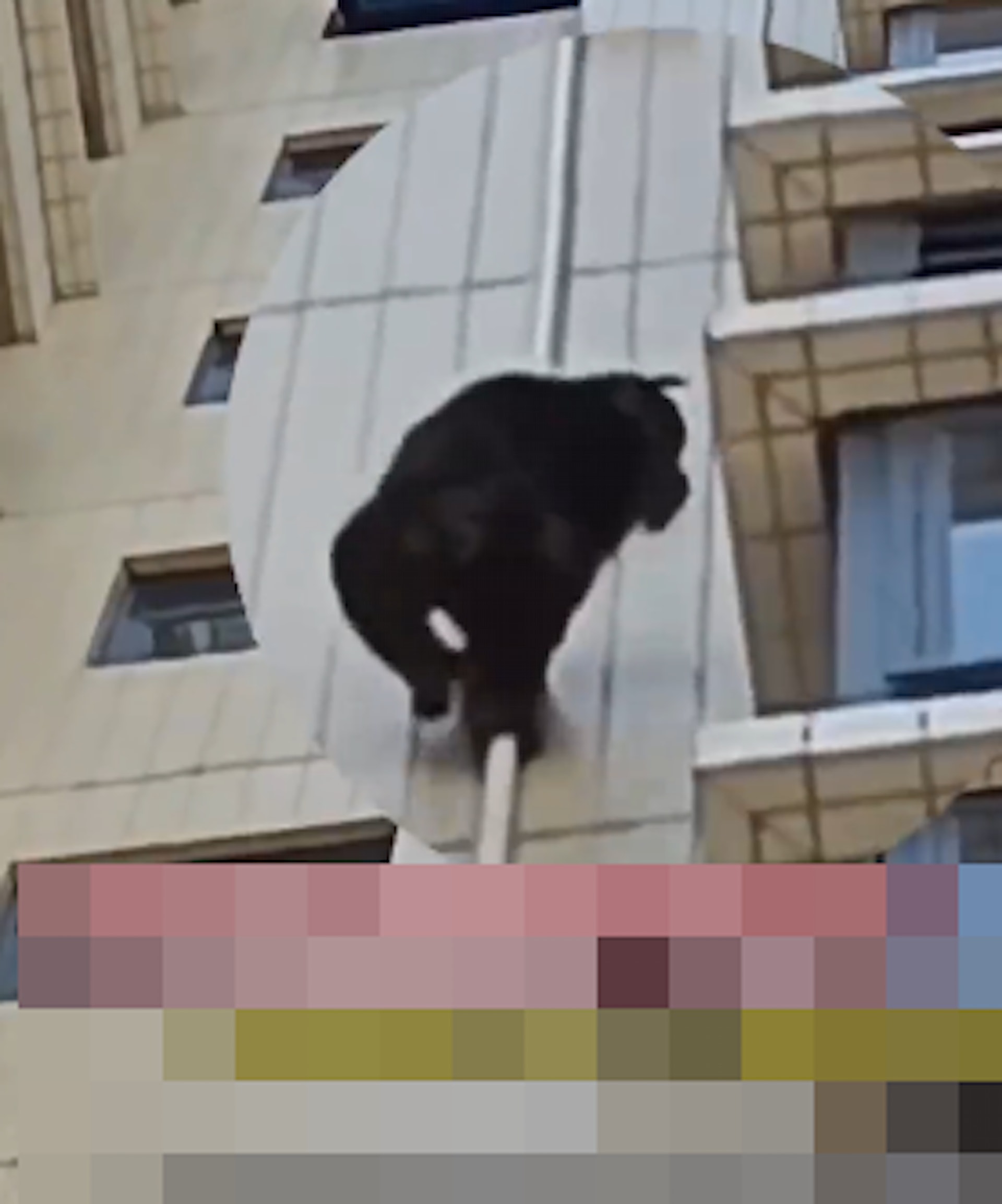 廣東韶關一隻健碩的黑猩猩,攀爬上住宅大廈。(瀟湘晨報) 廣東韶關一隻健碩的黑猩猩,攀爬上住宅大廈。(瀟湘晨報)