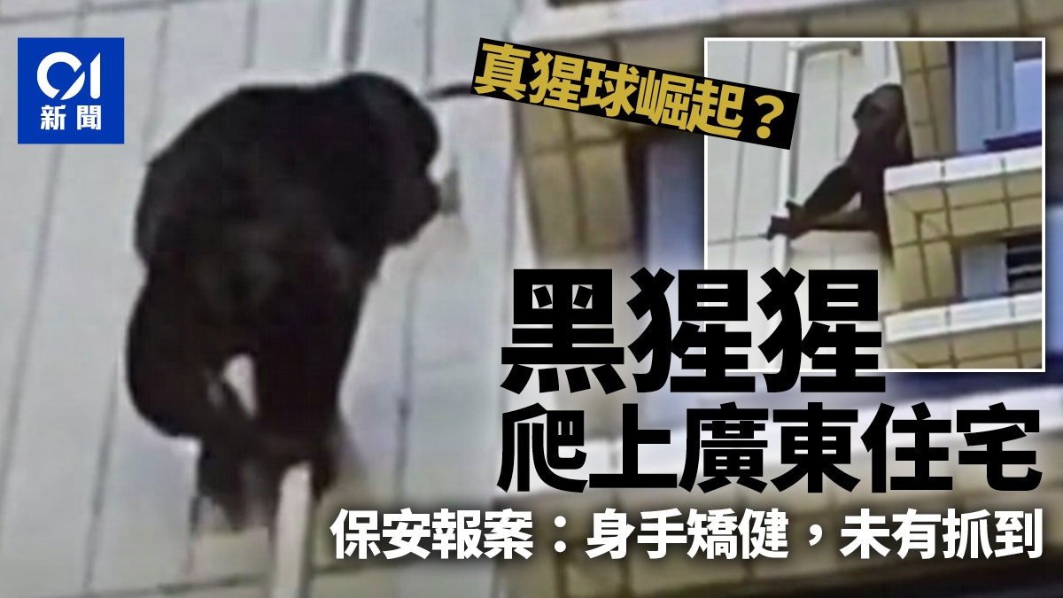 廣東黑猩猩身手矯健攀住宅大廈 小區見狀報警:爬太快,未抓到 廣東黑猩猩身手矯健攀住宅大廈 小區見狀報警:爬太快,未抓到