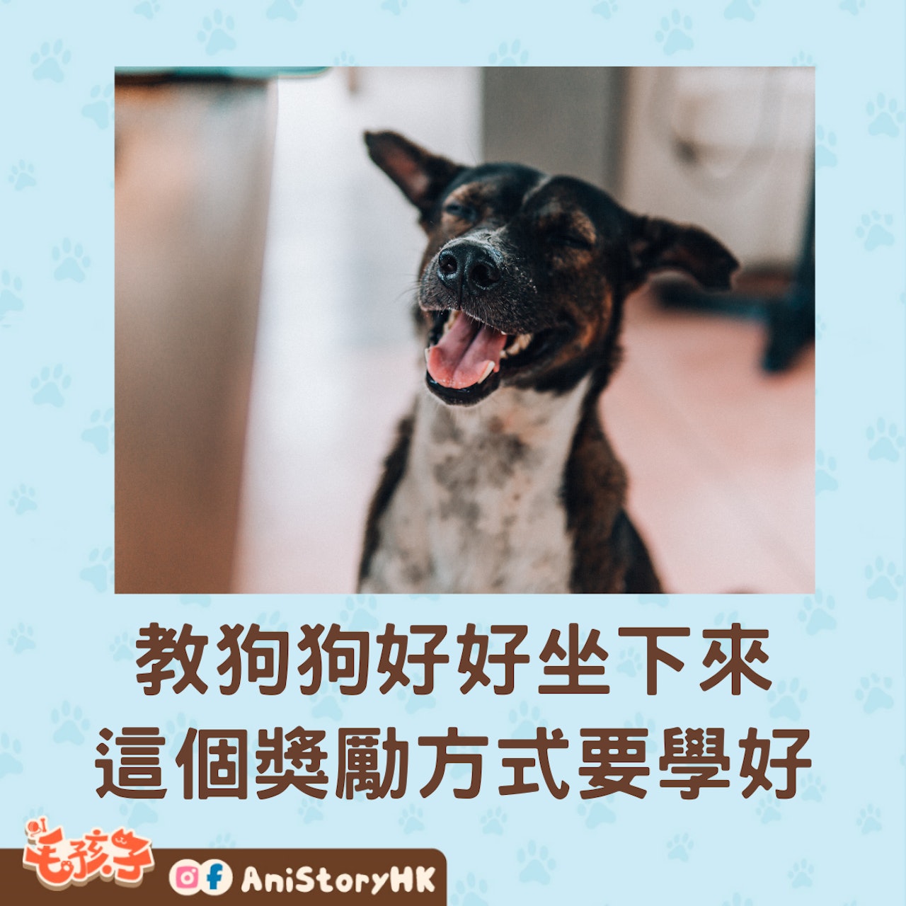 如何訓練狗狗坐下?(01製圖) 如何訓練狗狗坐下?(01製圖)