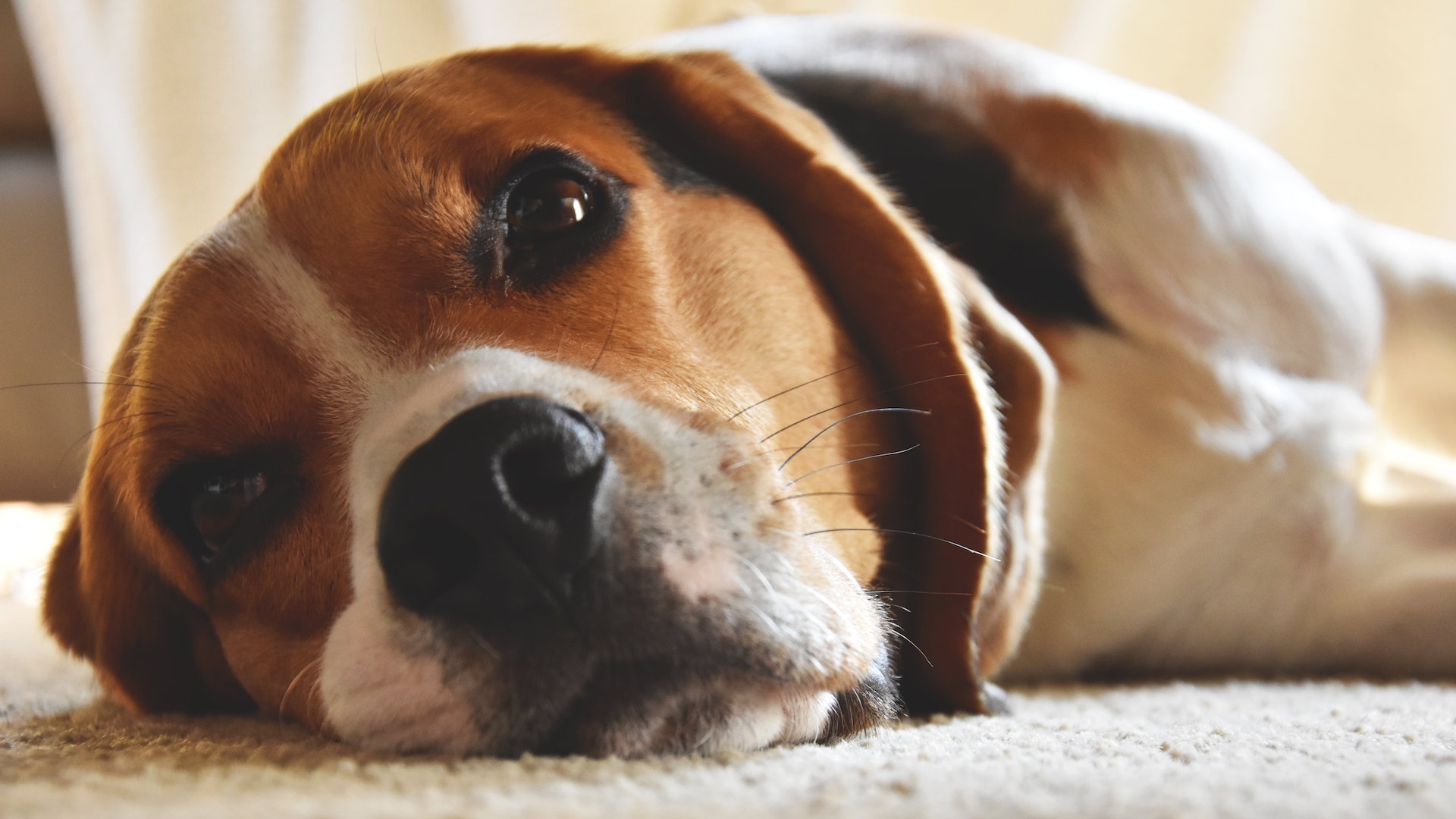 米卡勒夫性侵1至2隻寵物犬。(示意圖/網上圖片) 米卡勒夫性侵1至2隻寵物犬。(示意圖/網上圖片)