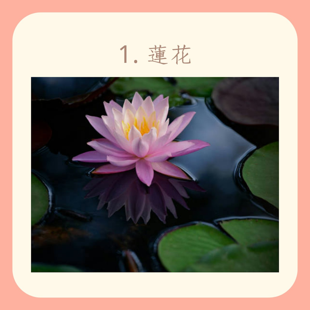 風水中不吉利的7大植物(Gettyimages;01製圖) 風水中不吉利的7大植物(Gettyimages;01製圖)