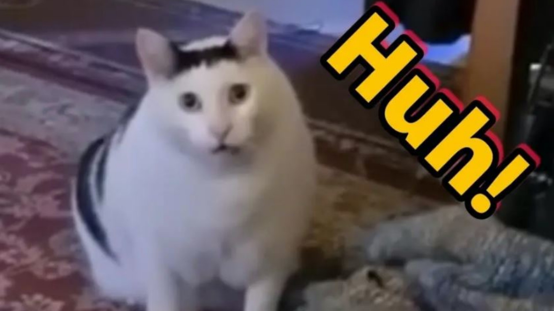 2023年度迷因霸主是牠！Huh Cat為何突然爆紅？一臉困惑變表情包