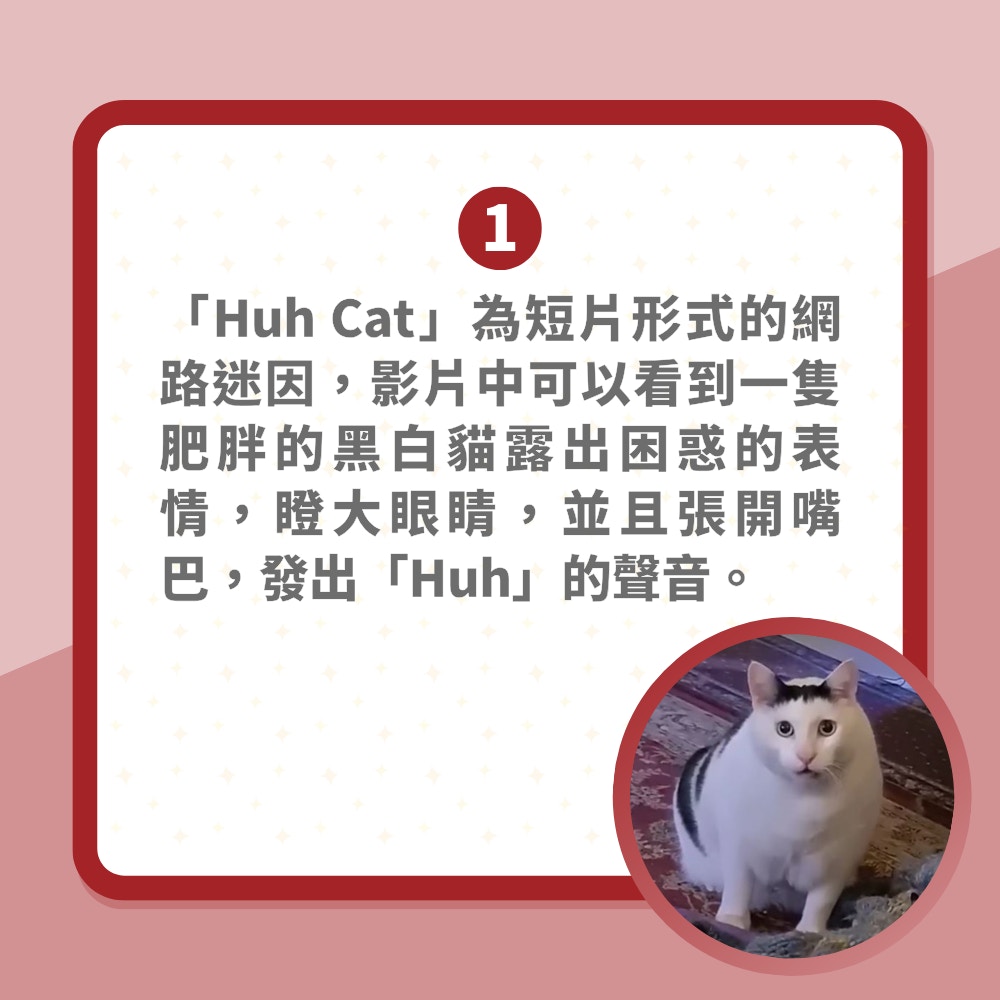 2023年度迷因霸主是牠！Huh Cat為何突然爆紅？一臉困惑變表情包